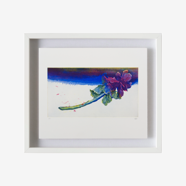 Brassica oleracea — framed