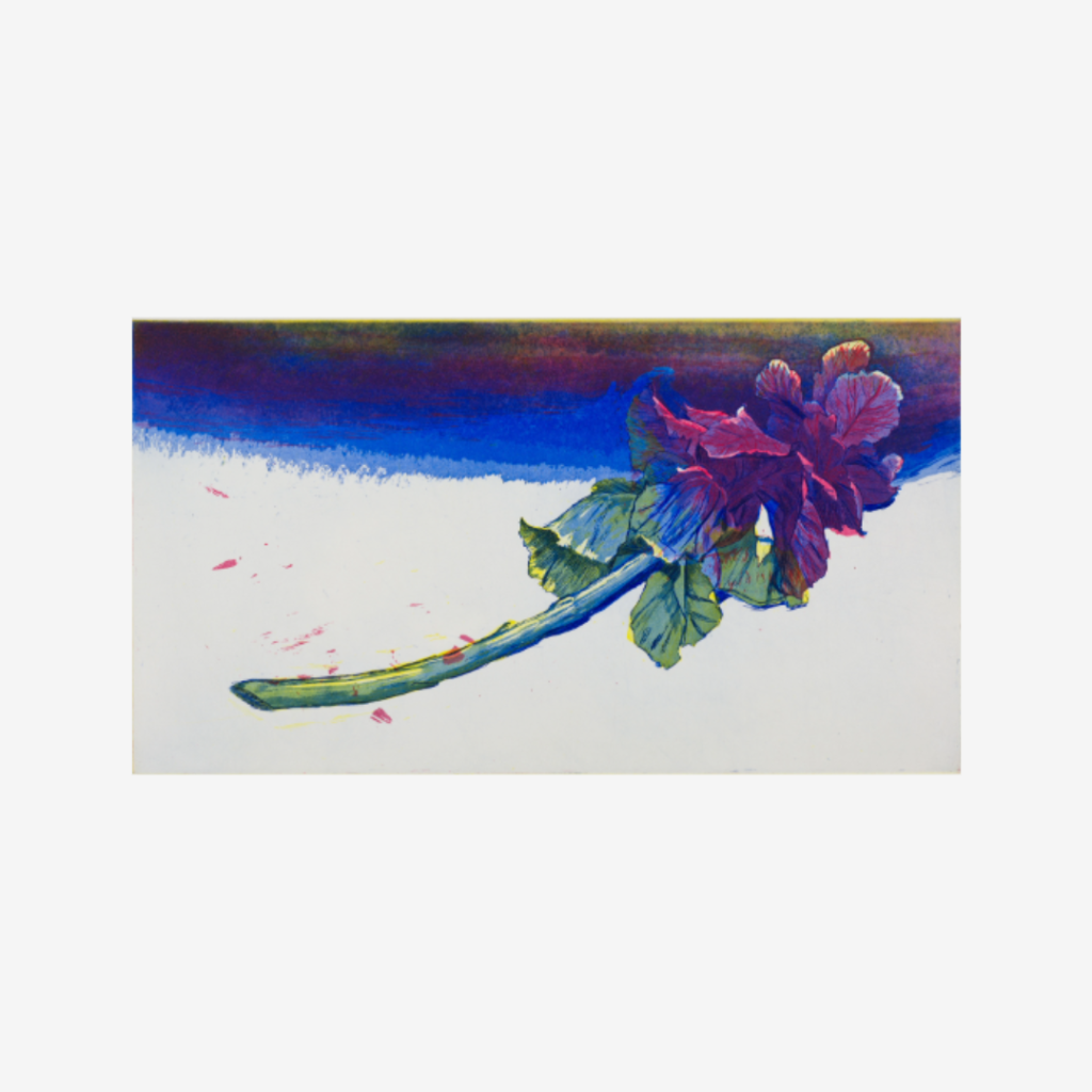 Brassica oleracea — unframed